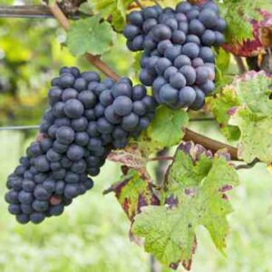 Growing Grapes and Making Homemade Wine
